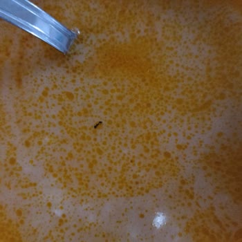 Isparta Gülcihan Öğrenci Yurdu Yemekhane Kötü!