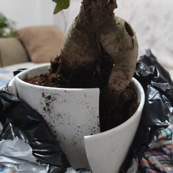 Sürat Kargo Kargomu Hasarlı Taşıması