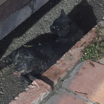 Elazığ Belediyesinin Sokak Hayvanlarına Verdiği Değer