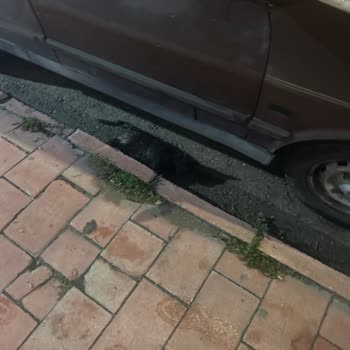 Elazığ Belediyesinin Sokak Hayvanlarına Verdiği Değer