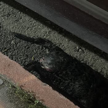 Elazığ Belediyesinin Sokak Hayvanlarına Verdiği Değer