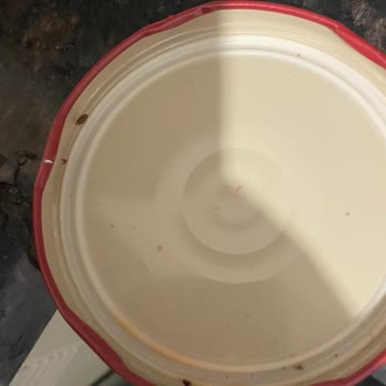 Harras Salçadan Böcek Çıktı