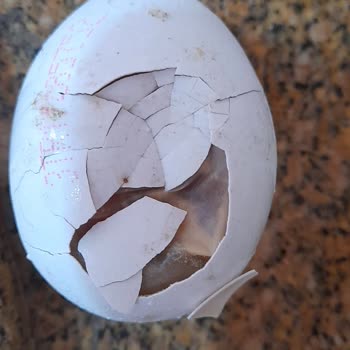 Carrefour SA Yumurta Bozuk Çıktı