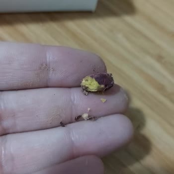 İmamoğlu Fıstık Ürün Küflü Ve Kurtlu Geldi