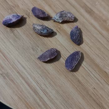 İmamoğlu Fıstık Ürün Küflü Ve Kurtlu Geldi