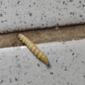 Nescafe Den Kurt Çıktı