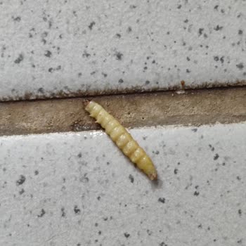 Nescafe Den Kurt Çıktı