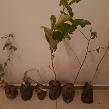 Mut Birlik Tarım Mur Birlik Tarım Sipariş Verdiğim Ürünler Eksik Geldi