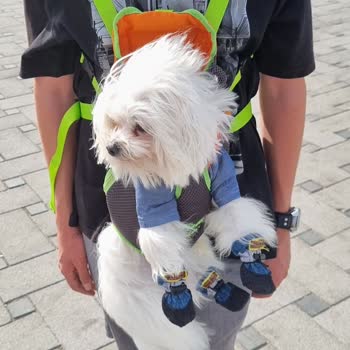 Eshot Ufak Köpeğimi Almadı.