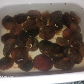 Amigo Gıda Hatası İnsan Hayatı