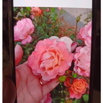 Omix X700 Görüntü Ve Ses Sorunu