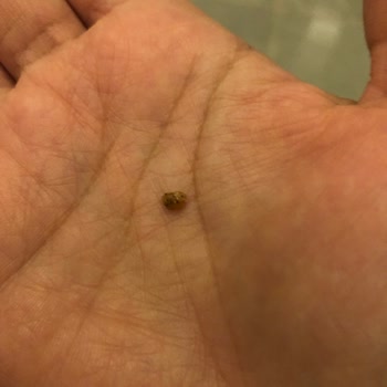 Kaptan'ın Ceviz Çiftliği (cevizhane.org) Sert Ve Cips Haline Getirilememiş Parçacıklar