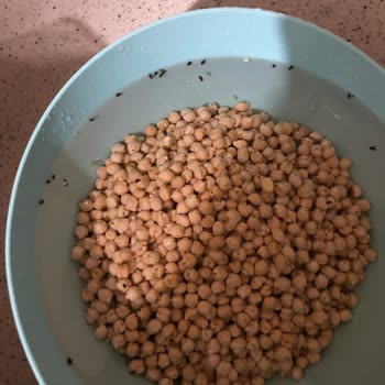 Duru Bulgur Duru-Nohut İçerisinden Böcek Çıktı