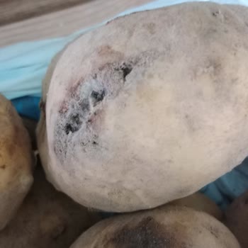 A101 Kapıda Çürük Kokan Ürün Yollaması