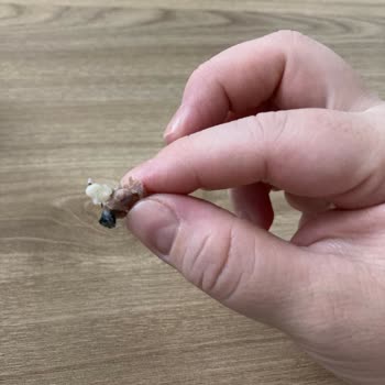 Pekfood Mantının İçinden Taş Çıktı