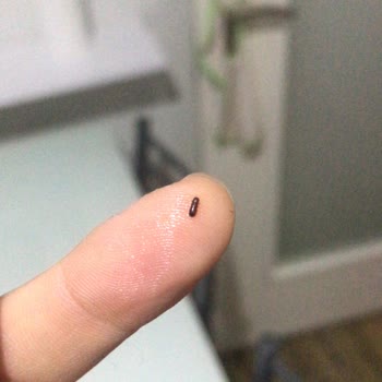 Oba Makarna Oba Marka Makarnadan Küçük Böcekler Çıktı.