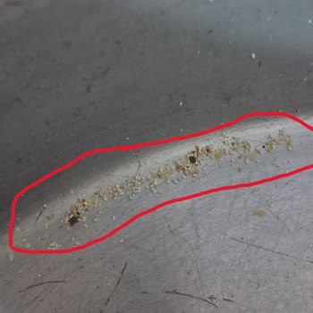 Nuh'un Ankara Makarnası'nda Kurt Ve Larva