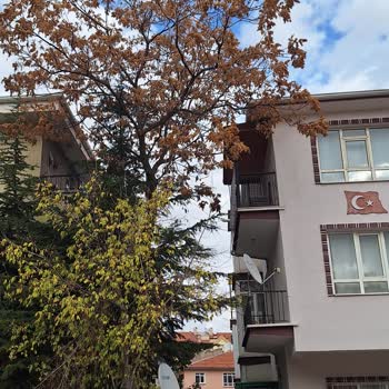 Keçiören Belediyesi Yan Binanın Bahçesindeki Ağaç