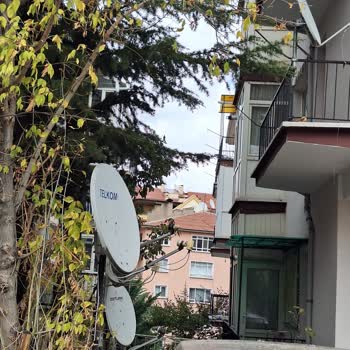 Keçiören Belediyesi Yan Binanın Bahçesindeki Ağaç