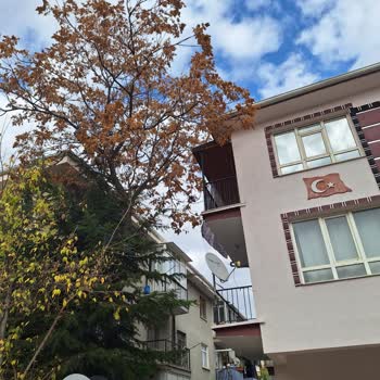 Keçiören Belediyesi Yan Binanın Bahçesindeki Ağaç