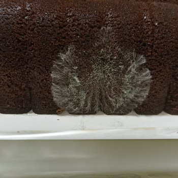 BİM Bozuk Ürün Satıyor: Casey Kakaolu Kek SKT'si Geçmemiş Ama Küflü!