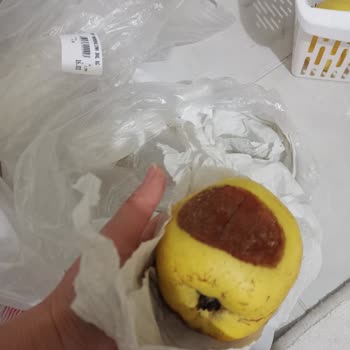 İmes Gross Çürük Meyve Verilmesi