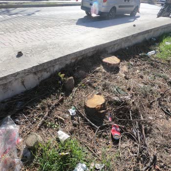 Balıkesir Büyükşehir Belediyesi Ağaçlarımızı Kesme Büyükşehir!