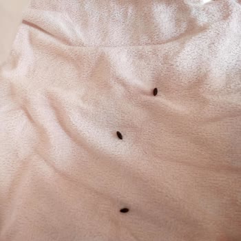 Şok Marketler Bebek Bezi İçinde Fare Pisliği