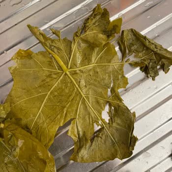 Mavi Bostan Yaprakların Kalitesi Hüsran