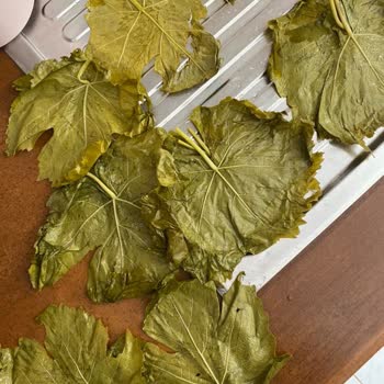 Mavi Bostan Yaprakların Kalitesi Hüsran