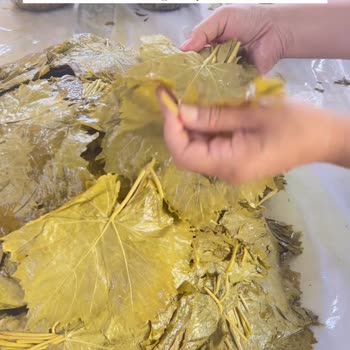 Mavi Bostan Yaprakların Kalitesi Hüsran