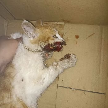 Topkapı Fatih Veteriner Bilinçli İlgilenilmemesi, Ve Anladığım Kadarıyla Ticarethane