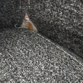 Vivense Koltuk Kalitesinin Düşüklüğü