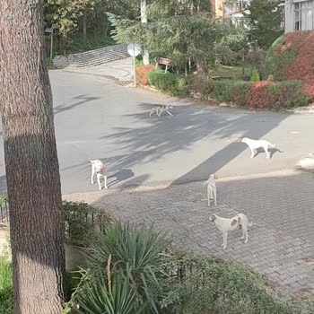 Ordu Büyükşehir Belediyesi Küpesiz Saldırgan Köpek Sürüsü