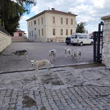 Ordu Büyükşehir Belediyesi Küpesiz Saldırgan Köpek Sürüsü