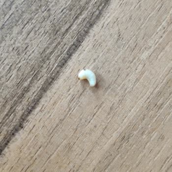 Juss İçinden Kurt Çıktı