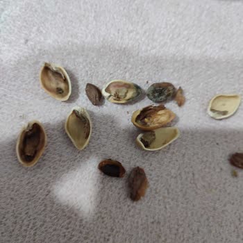 Tatbak Bozuk Siirt Fıstığı