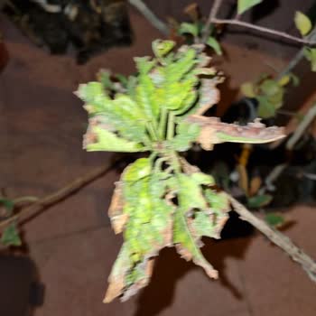 E-fidancım Özensiz Paketleme Sağlıksız Fidanlar.