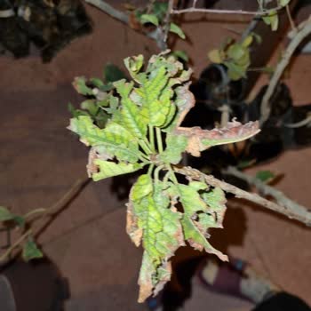 E-fidancım Özensiz Paketleme Sağlıksız Fidanlar.