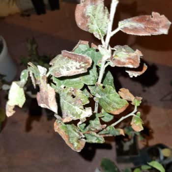 E-fidancım Özensiz Paketleme Sağlıksız Fidanlar.