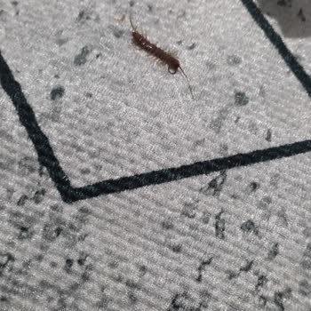 İnci Halı Halıda Böcek Ve Rutubet Kokusu