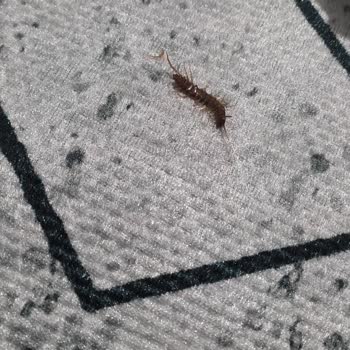 İnci Halı Halıda Böcek Ve Rutubet Kokusu