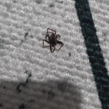 İnci Halı Halıda Böcek Ve Rutubet Kokusu