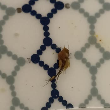 Migros Kavurmadan Kıl Çıktı