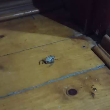 Albatross Dağ Evleri Kaldığımız Odada Akrep Çıktı