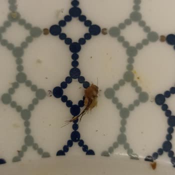 Başyazıcı Kavurmadan Bir Sürü Kıl Çıktı