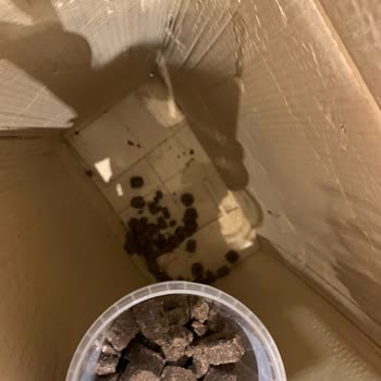 Petlebi Ağzı Açık Mama Ve Yanlış Pati Aparatını Göndermesi