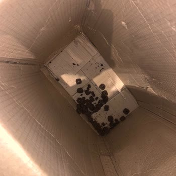 Petlebi Ağzı Açık Mama Ve Yanlış Pati Aparatını Göndermesi