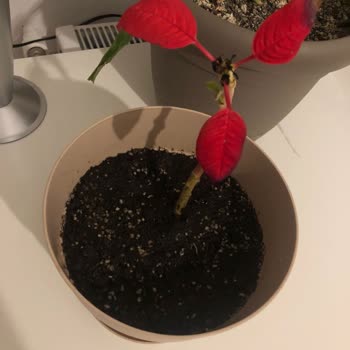 Migros Sanal Market Siparişindeki Çiçeğin Görsel İle Alakası Olmaması