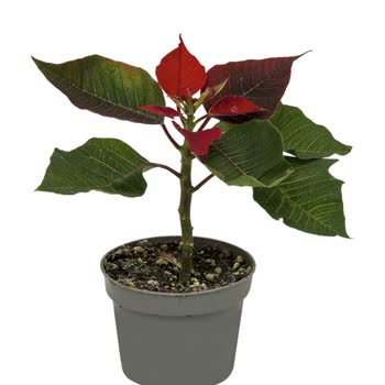 Migros Sanal Market Siparişindeki Çiçeğin Görsel İle Alakası Olmaması